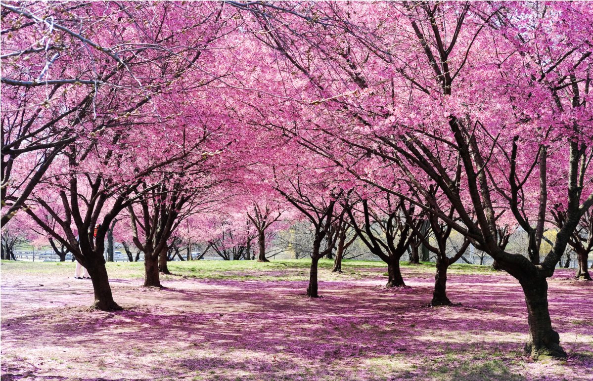 🏞️ 곤도누마 공원 이미지 7